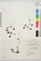 鹿場毛茛藏品圖，第1張