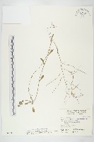 玉山筷子芥藏品圖，第1張