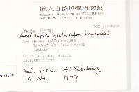 玉山筷子芥藏品圖，第2張