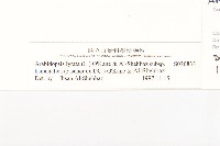 玉山筷子芥藏品圖，第3張