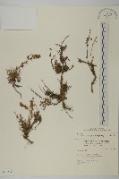 登錄號:S036836藏品圖，第1張