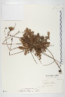 貓兒菊藏品圖，第1張