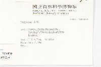 貓兒菊藏品圖，第2張