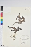 高山白珠樹藏品圖，第1張