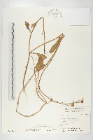 蘿蔔、夢卜藏品圖，第1張