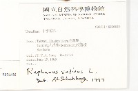 蘿蔔、夢卜藏品圖，第2張