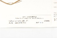 蘿蔔、夢卜藏品圖，第3張