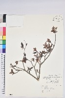 登錄號:S036849藏品圖，第1張