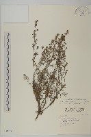 山艾藏品圖，第1張