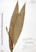 山月桃藏品圖，第1張