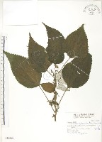 青苧麻藏品圖，第1張