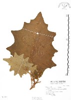 羊不食、毛茄藏品圖，第1張