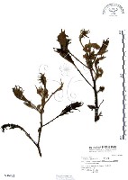 羊不食、毛茄藏品圖，第1張