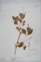 紫莖牛膝、台灣牛膝藏品圖，第1張