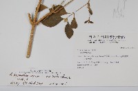 紫莖牛膝、台灣牛膝藏品圖，第2張