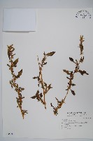 刺莧藏品圖，第1張