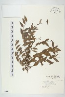 刺莧藏品圖，第6張