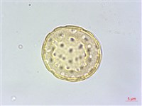 刺莧藏品圖，第2張