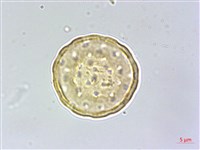 刺莧藏品圖，第3張