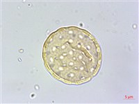 刺莧藏品圖，第4張