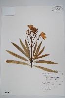 夾竹桃藏品圖，第1張