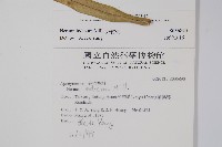 夾竹桃藏品圖，第2張