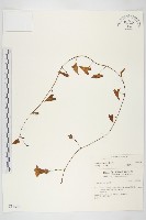 海牽牛藏品圖，第1張