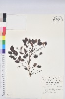 紅仔珠藏品圖，第1張