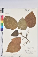 紅頭鐵莧、蘭嶼鐵莧藏品圖，第1張