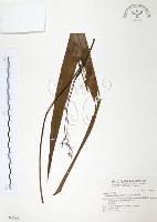 桔梗蘭藏品圖，第1張