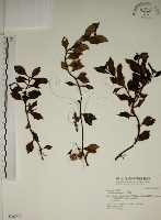 拎壁龍藏品圖，第1張