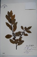 全緣葉冬青藏品圖，第1張