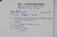 全緣葉冬青藏品圖，第2張