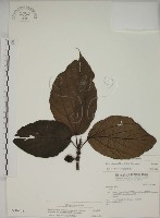 蘭嶼落葉榕藏品圖，第1張