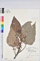 紅肉橙蘭、華血桐藏品圖，第1張