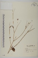 白花鬼針藏品圖，第1張