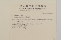 白花鬼針藏品圖，第2張