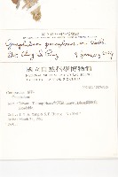 匙葉鼠麴草藏品圖，第2張