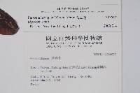 爬森藤藏品圖，第2張