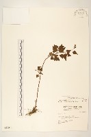 小蔓黃苑藏品圖，第1張