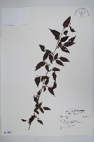 登錄號:S036930藏品圖，第1張