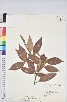 菱果石櫟藏品圖，第1張