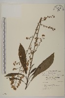 走馬胎藏品圖，第1張