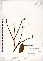 台灣梭羅樹藏品圖，第1張