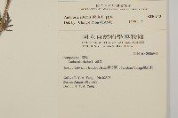 豬草、瘤果菊藏品圖，第2張