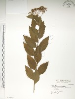 臺灣繡線菊藏品圖，第1張