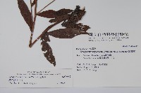 琉璃草藏品圖，第2張