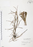 臺灣百合藏品圖，第1張