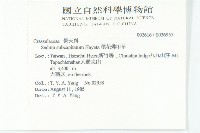 穗花佛甲草藏品圖，第2張