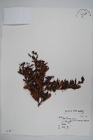 登錄號:S036958藏品圖，第1張